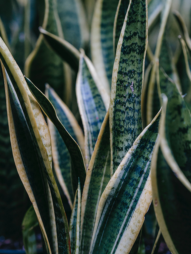 Sanseveria (Dracaena trifasciata)